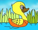 Patito de río