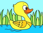 Patito de río