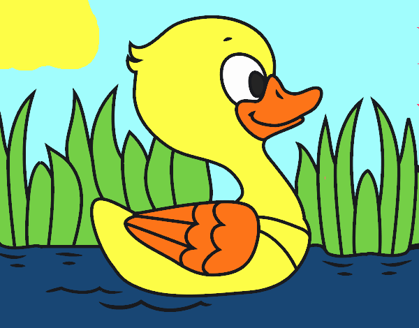 Patito de río