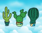 3 mini cactus