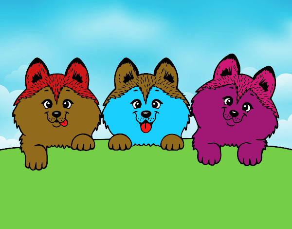 3 perritos