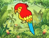 Guacamayo