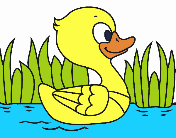 Patito de río