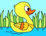 Patito de río