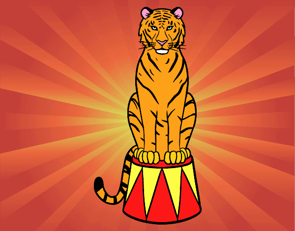 Tigre de circo