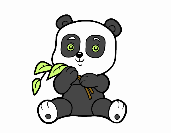 Un oso panda