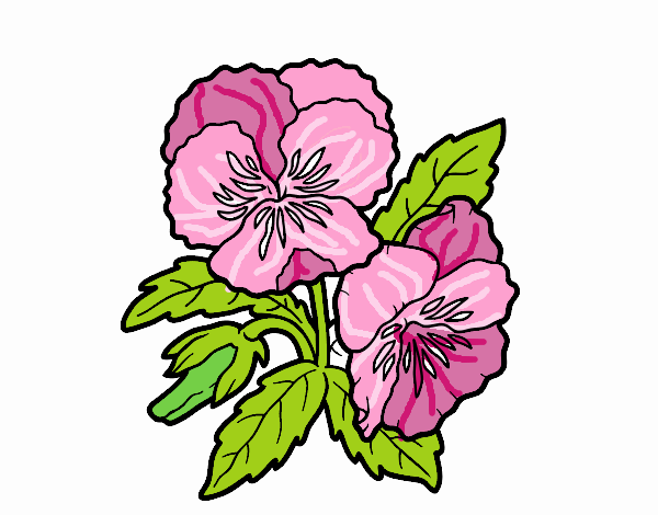 Dibujo de flor rosa pintado por en  el día 25-08-21 a las  17:38:38. Imprime, pinta o colorea tus propios dibujos!