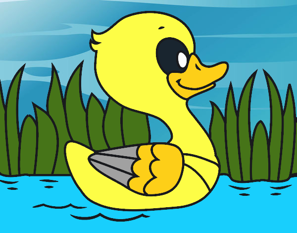 Patito de río