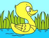 Patito de río