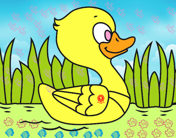 Patito de río