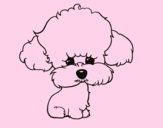 Cachorro de poodle