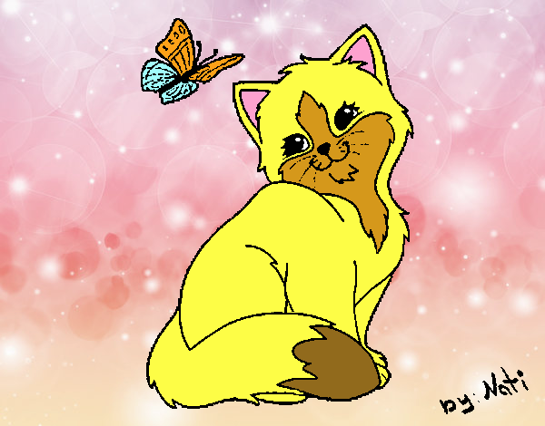 Gatito y mariposa