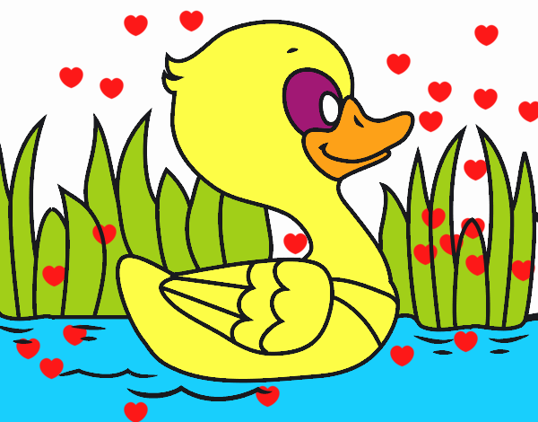 Patito de río