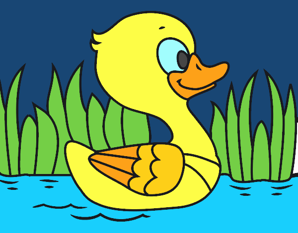 Patito de río