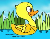 Patito de río