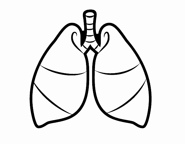 Pulmones