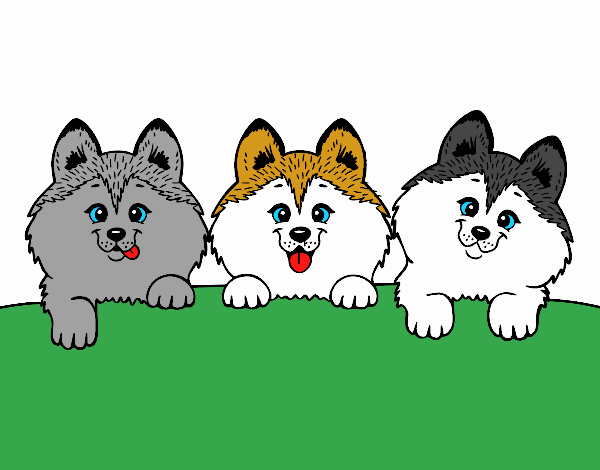 3 perritos