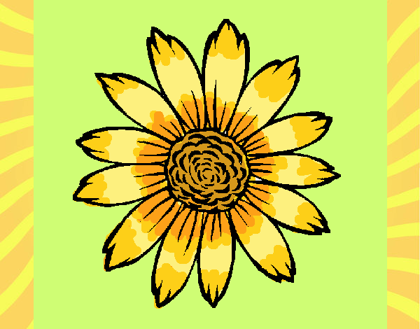 Girasol