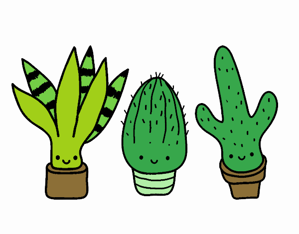 Mini cactus