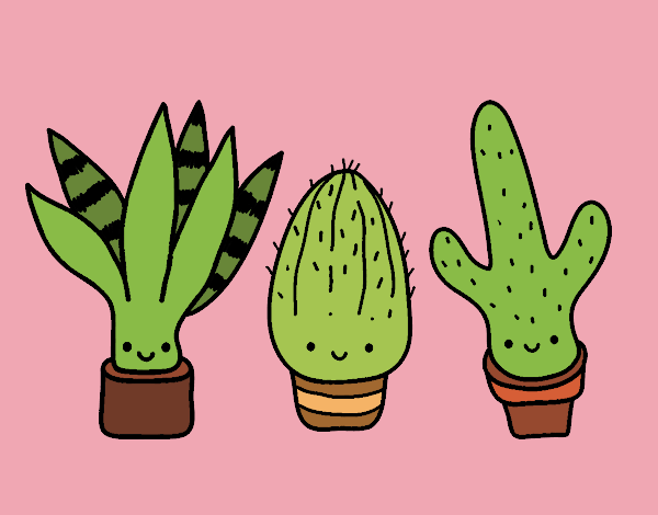 Mini cactus