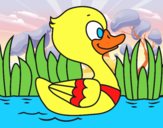 Patito de río