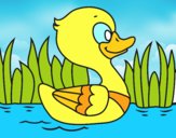 Patito de río