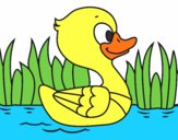 Patito de río