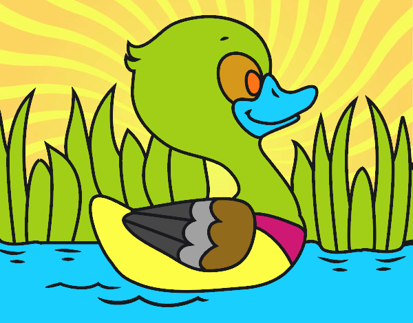 Patito de río