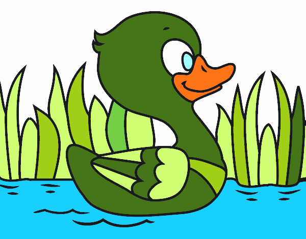 Patito de río