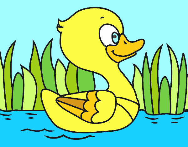 Patito de río