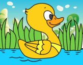 Patito de río