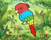 Guacamayo