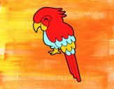 Guacamayo