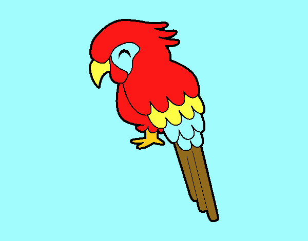 Eduardo macaw