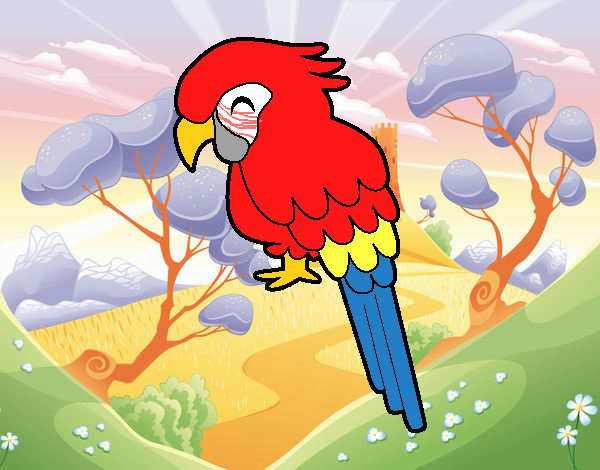 Jose macaw 