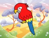 Guacamayo