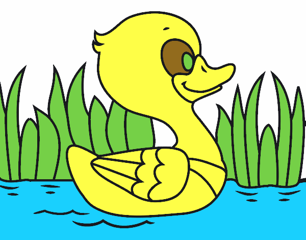 Patito de río