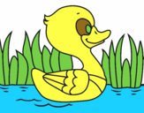 Patito de río