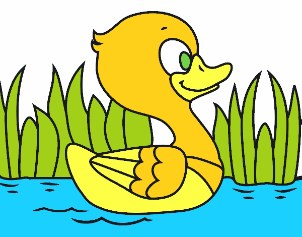 Patito de río