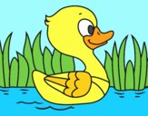 Patito de río