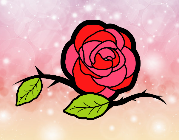 rosa preciosa