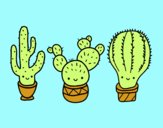 3 mini cactus