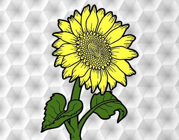 Flor de girasol