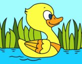 Patito de río