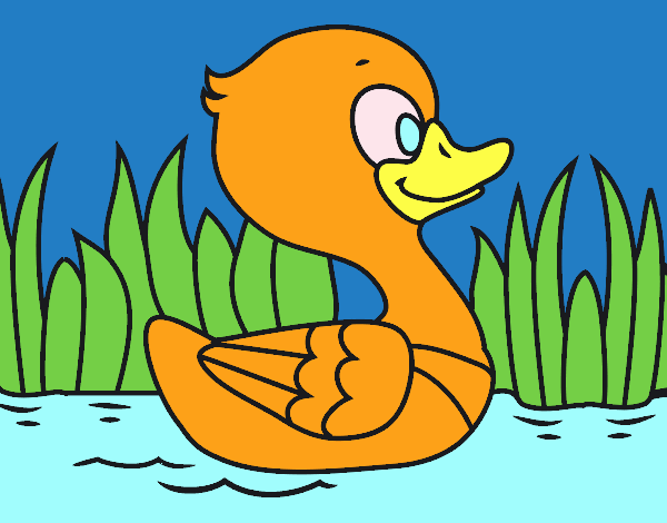 Patito de río