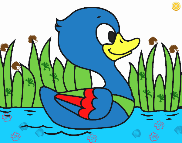 Patito de río