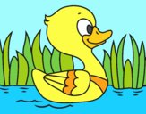 Patito de río