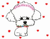 Cachorro de poodle