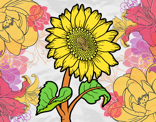 girasol Isabella Dibujos.net