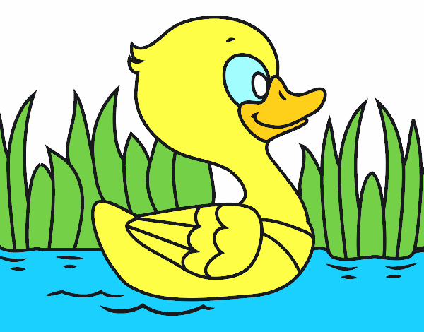 Patito de río